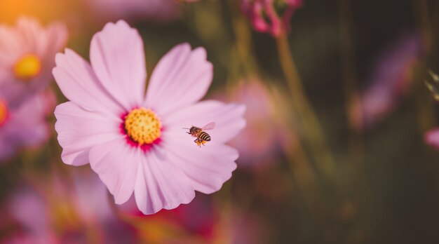 ミツバチは花を受粉するために飛んでいます