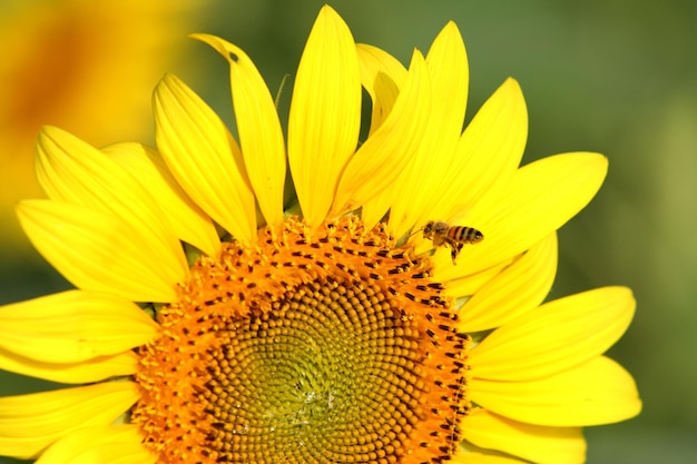 ミツバチはヒマワリの花粉を探しています。