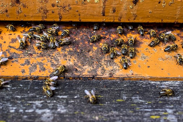 Bees are going in and out of their beehive.