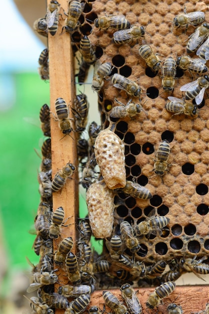 꿀벌은 여왕벌의 성장 애벌레에 관심을 기울이고 있습니다.