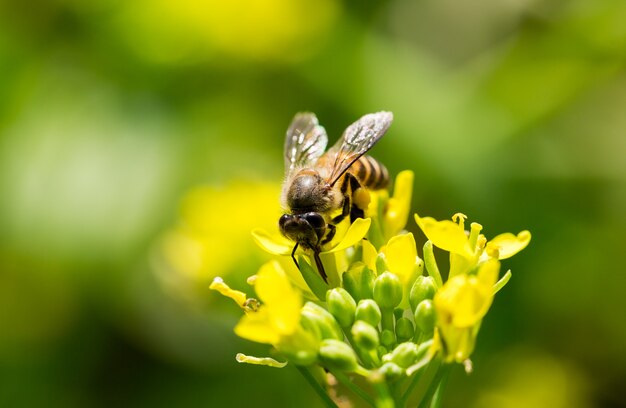 Le api vengono annusate e la dolcezza del fiore finisce.