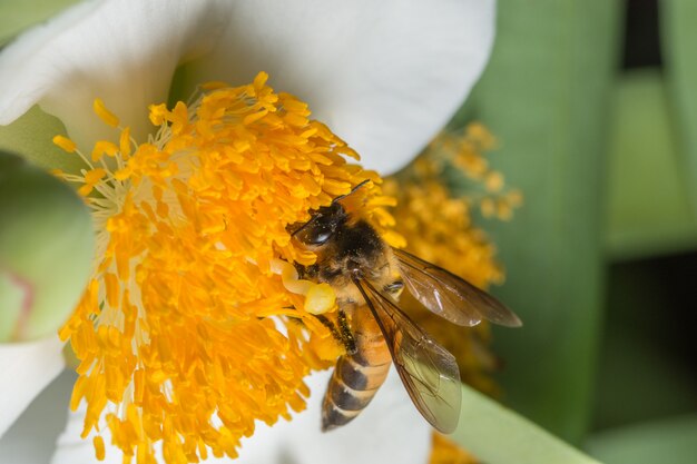 Bees are swarming macro flower