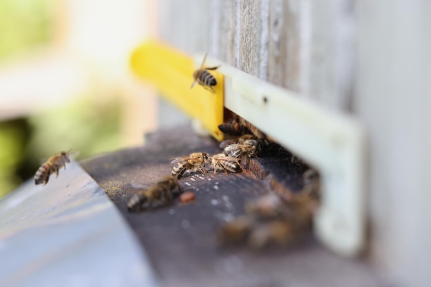 Bees are working on laying propolis in hive honey bees work in hive concept