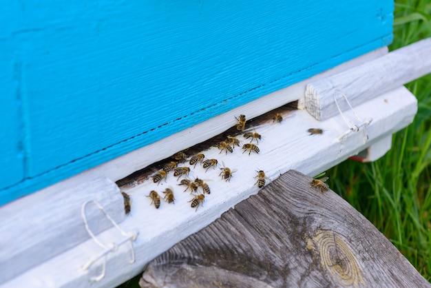 古いハイブの入り口にあるミツバチ。ミツバチは、ハチミツのコレクションから青いハイブに戻ります。木製ハイブは緑の草のクローズアップに立っています。