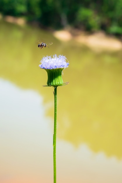 Bees and beautiful flowers