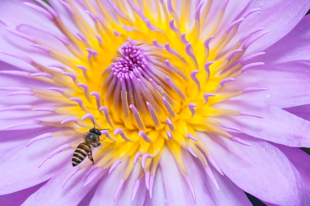 Пчелы и красивый лотос.