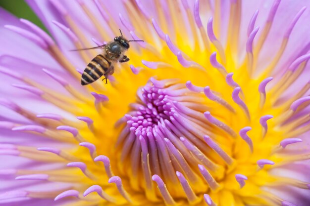 ミツバチと美しい蓮。