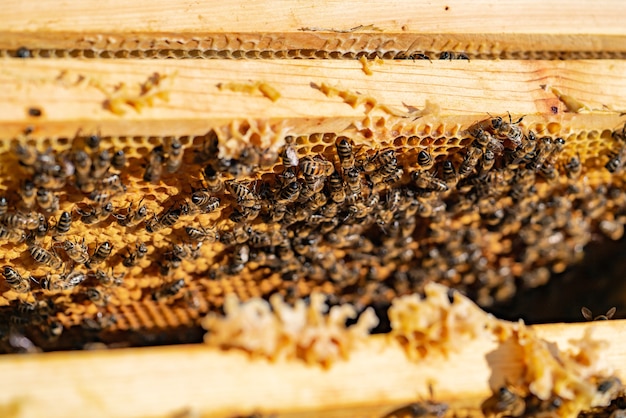 Bees bring honey to the frame with honeycomb in the hive in the summer in the garden. Close-up