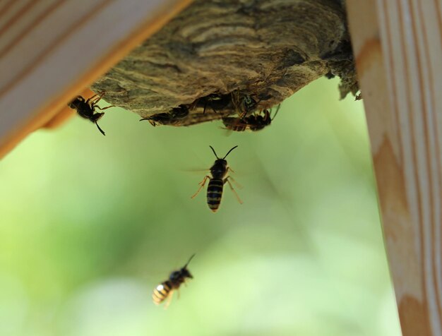 Photo bees buzzing near honeycomb