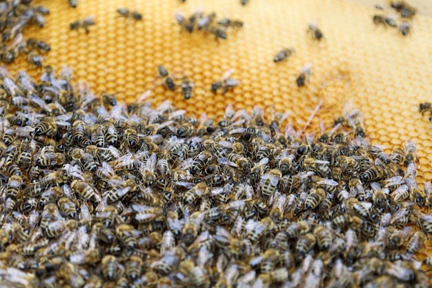 Пчёлы несут мёд в соты и запечатывают её тканью.