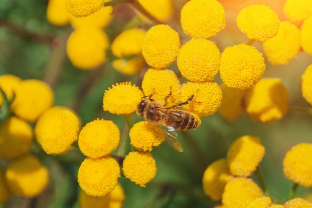 Le api raccolgono il miele e impollinano i fiori di campo in una giornata di sole