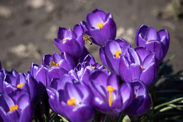 Bees collect nectar from crocuses in spring