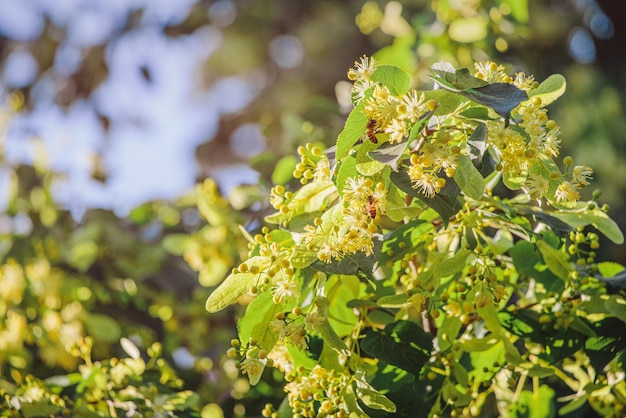 Photo bees collect pollen from the flowers of the linden tree during flowering in spring