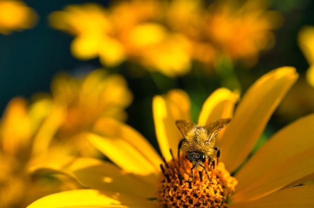 Bees collecting nymphs on a flower they eagerly pollinate the pollen of the flowers