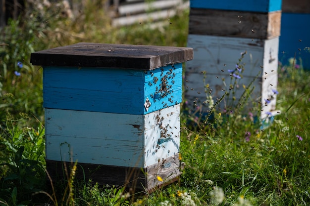 Bees crawling at the entrance to the hive bee family Bees flying around the beehives in the apiary