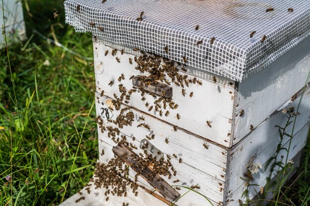 Bees crawling at the entrance to the hive bee family Bees flying around the beehives in the apiary