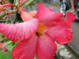 Photo bees di dalam bunga allamanda cathartica