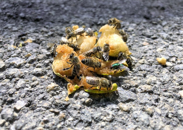 Bees eat a fallen ripe pear on the asphalt. Insects and fruit.