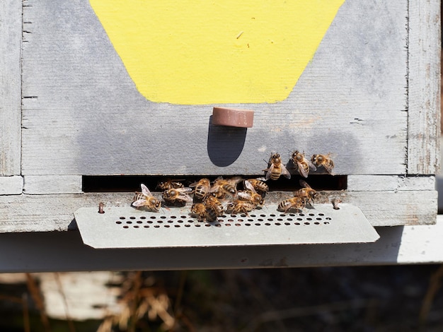 Bees at the entrance of a wooden beehive with yellow paint