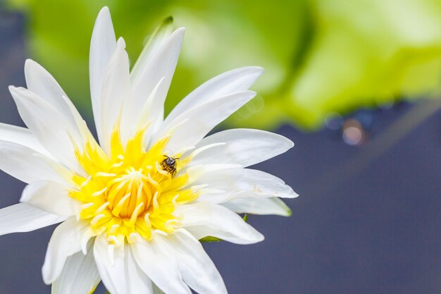 Bees feed on pollen in a white flower