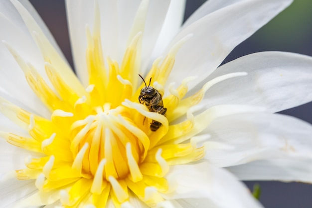 Bees feed on pollen in a white flower