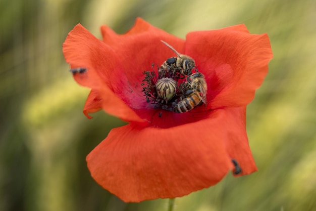 風に動かされたケシの花畑の中で戦うミツバチ