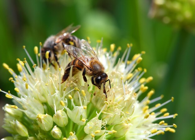 Bees on flower of onion macro shot