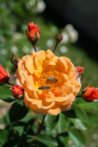 bees on a flower