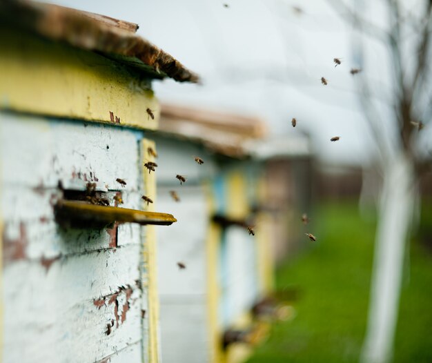 Bees fly around the hive