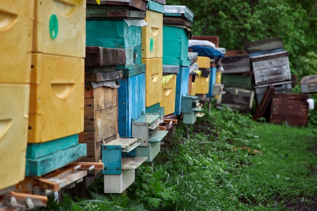 ミツバチは養蜂場の巣箱の前を飛んで、花粉を集めて蜂蜜を作ります