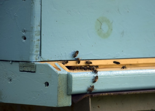 Bees fly to the hive Beekeeping A swarm of bees brings honey home Apiary