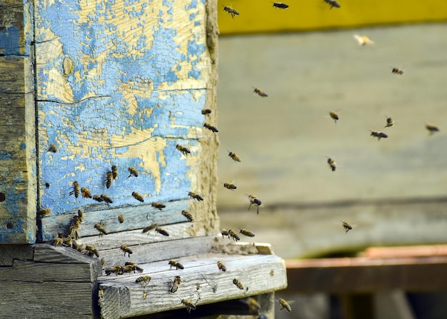 Bees fly to the hive Beekeeping A swarm of bees brings honey home Apiary