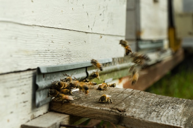 Bees fly to the hive and carry pollen one after the other in summer days