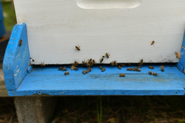 ミツバチは箱に飛び込みます 木製の蜂の巣とミツバチ