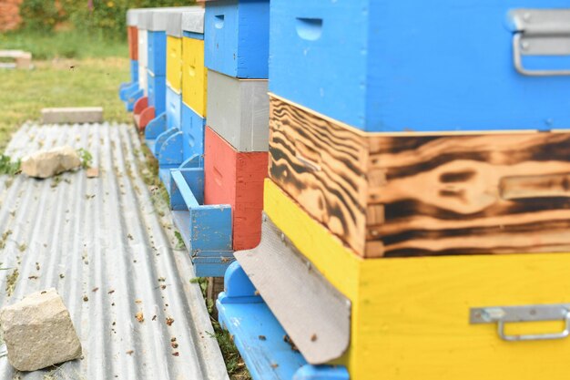 The bees fly into the box wooden beehive and bees