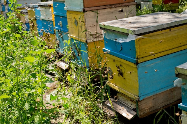 Bees fly into the hive at the apiary