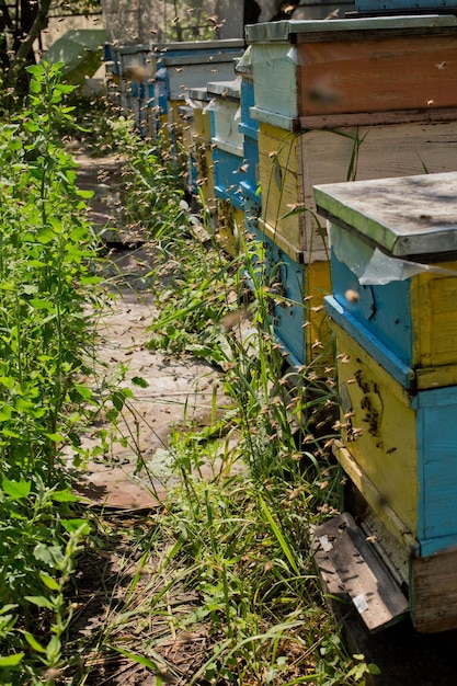 Bees fly into the hive at the apiary