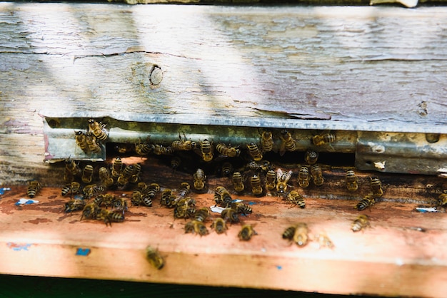 Bees fly into the hive entrance is bringing pollen. Bees at front hive entrance close up. Front view.