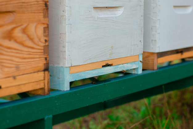 Bees flying near the hive. Close up of entrance of bees into a wooden colored hive.