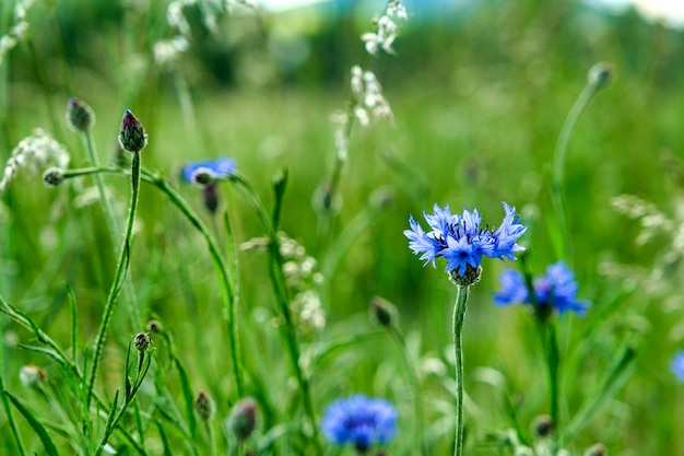 青い牧草地のヤグルマギクの野の花の上を飛んでいるミツバチ