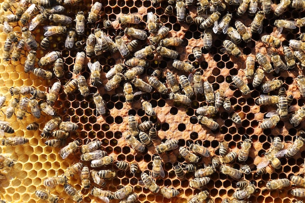 Bees on a frame with honeycombs