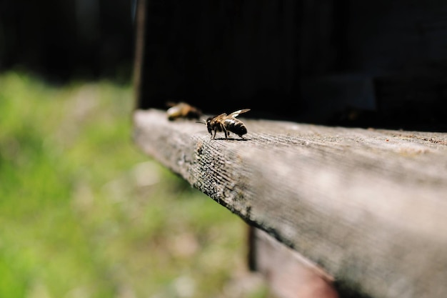 The bees at the front hive entrance in spring close-up.