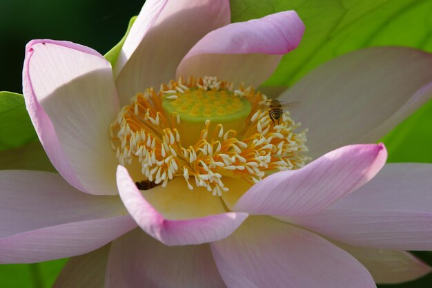 写真 蓮の木に集まるミツバチ