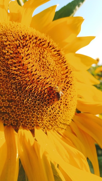 Bees gathering pollen from a blossoming sunflowers. organic farming and beekeeping concept