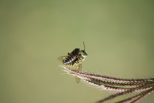 写真 蜂は獲物を得る