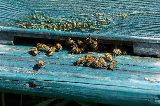 写真 農場で巣箱から出る蜂