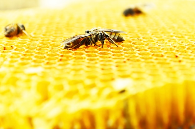 ミツバチの蜂蜜細胞