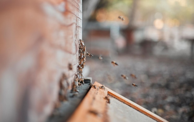 Bees honey farming and background of beehive frame box and sustainability organic production and manufacturing in ecology environment Closeup beekeeping agriculture process and sweet honeycomb