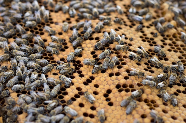 Bees on honey frame