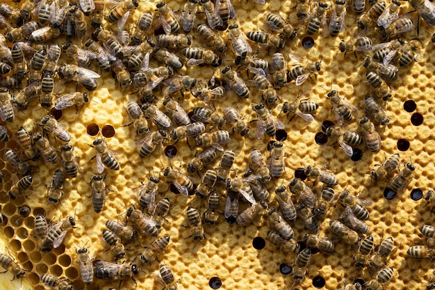 Bees on honeycells